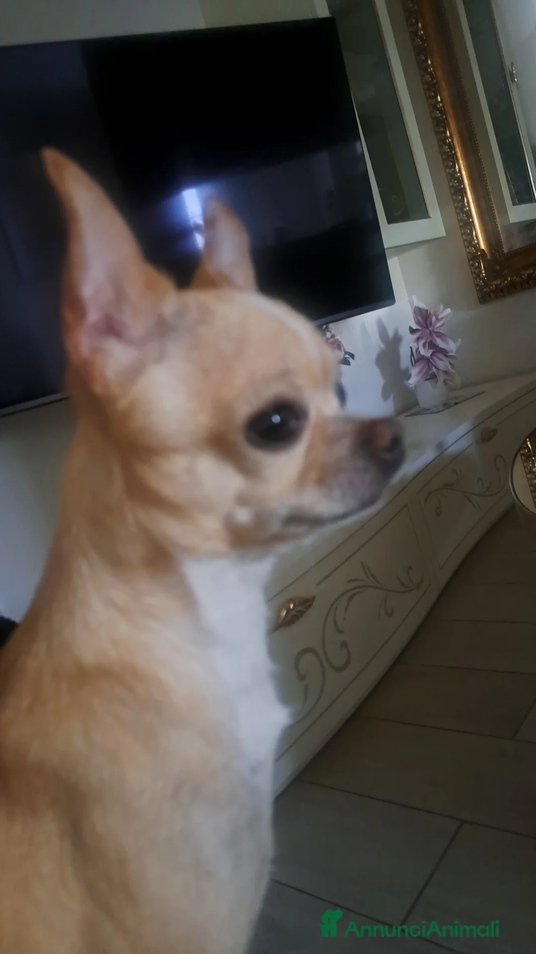 Chihuahua cani per accoppiamento: Chihuhua accoppiamento  - Annuncio 1