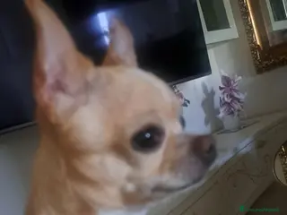 Chihuahua cani Chihuhua accoppiamento - Annuncio 1