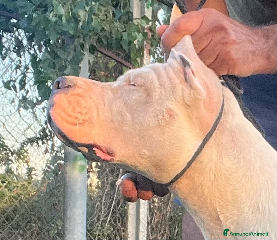 Immagine della galleria {{count}}