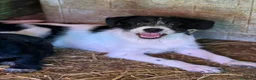 Meticcio cani in regalo: TALIA, cucciola spaventata cerca amore. TG PICCOLA - Annuncio 9