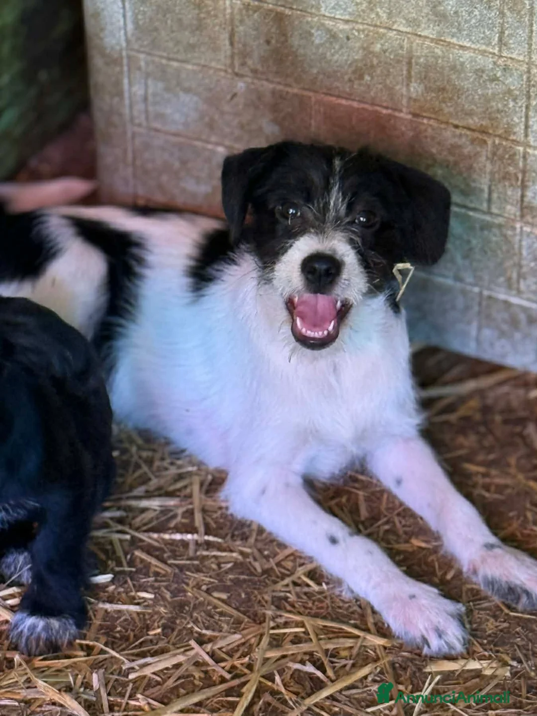 Meticcio cani in regalo: TALIA, cucciola spaventata cerca amore. TG PICCOLA - Annuncio 9