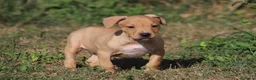 Pitbull cani in vendita: Cuccioli Pit Bull con Pedigree anche a rate - Annuncio 38