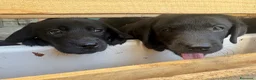 Labrador cani in vendita: Cuccioli Labrador Nero con Pedigree ENCI a Provincia di Pavia - Annuncio 6