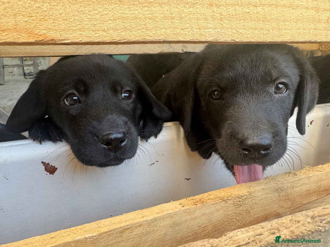 Labrador cani in vendita: Cuccioli Labrador Nero con Pedigree ENCI a Provincia di Pavia - Annuncio 6