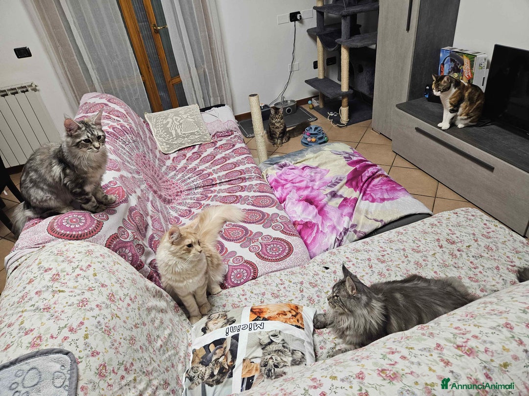 Maine Coon gatti in vendita: Cucciola maine coon - Annuncio 9