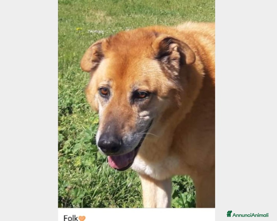 Meticcio cani in regalo: Folk, super cagnolone dolcissimo  a Roma - Annuncio 7