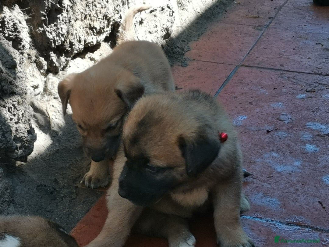 Pastore Tedesco cani in regalo: Regali cuccioli Ragalna (Ct)  - Immagine 3