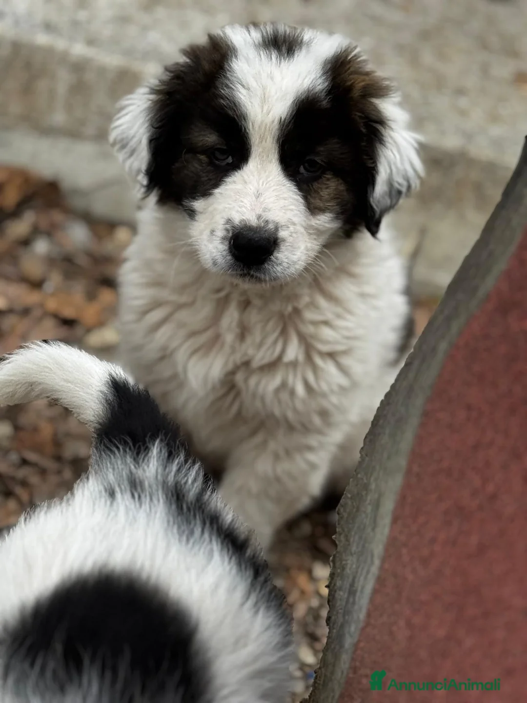 Meticcio cani in regalo: I batuffoli a Provincia di Savona - Annuncio 7