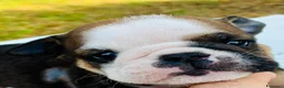 Bulldog cani in vendita: Cuccioli Bulldog Inglese - Annuncio 35