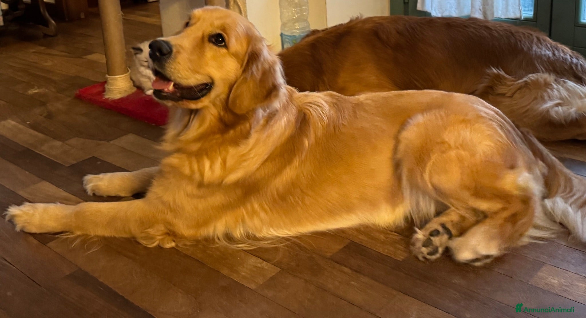 Golden Retriever cani Golden Retriever per accoppiamento  - Annuncio 1