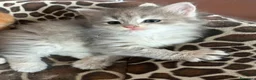 Siberiano gatti in vendita: Cuccioli Siberiano - Annuncio 11