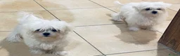Maltese cani in vendita: Cuccioli di maltese con pedigree  a Provincia di Padova - Annuncio 5