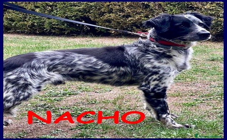 Meticcio cani a Provincia di Perugia - Annuncio 13