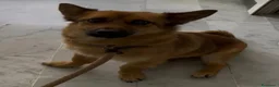 Meticcio cani in regalo: Milo 2anni kg6 color miele tolto dal canileCAMPANI - Annuncio 4