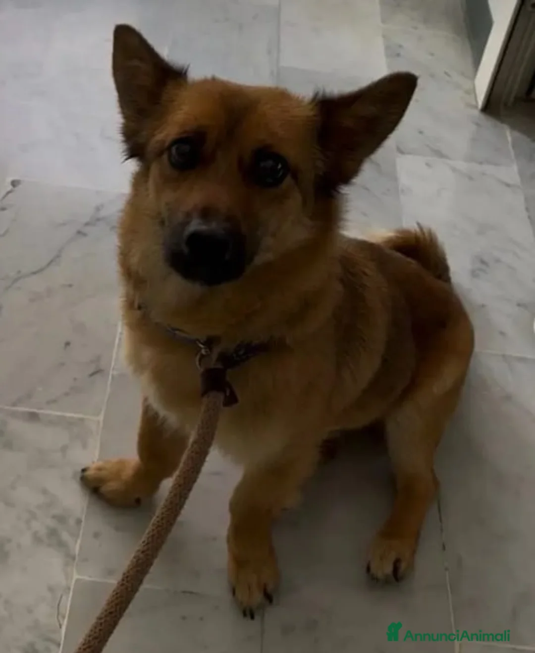 Meticcio cani in regalo: Milo 2anni kg6 color miele tolto dal canileCAMPANI - Annuncio 4