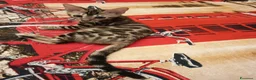 Bengala gatti in vendita: la meraviglia di Selected Breed 🥰 - Annuncio 13