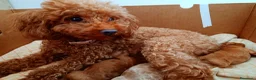 Barboncino Toy cani in vendita: VERI TOY  a Provincia di Lecce - Annuncio 1