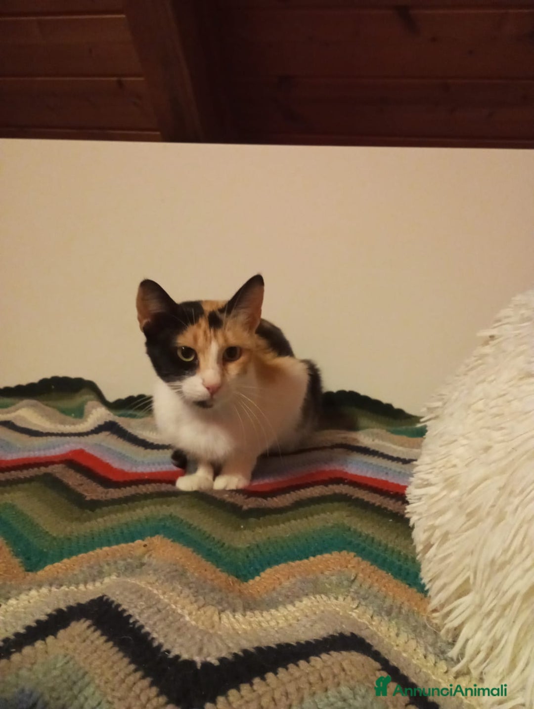 Europeo gatti in regalo: Maschio rosso  - Annuncio 2