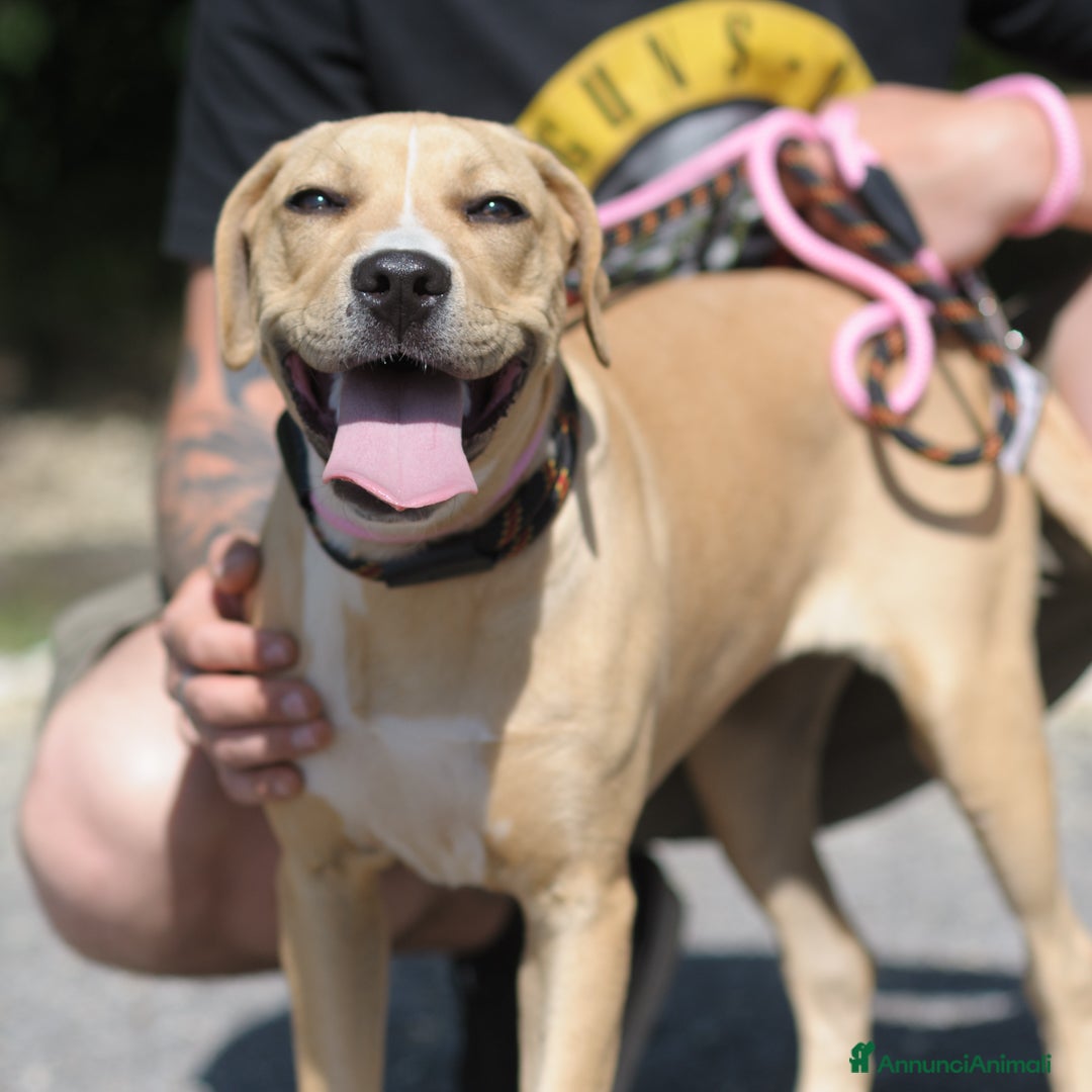 Meticcio cani PIUMETTA - Annuncio 3