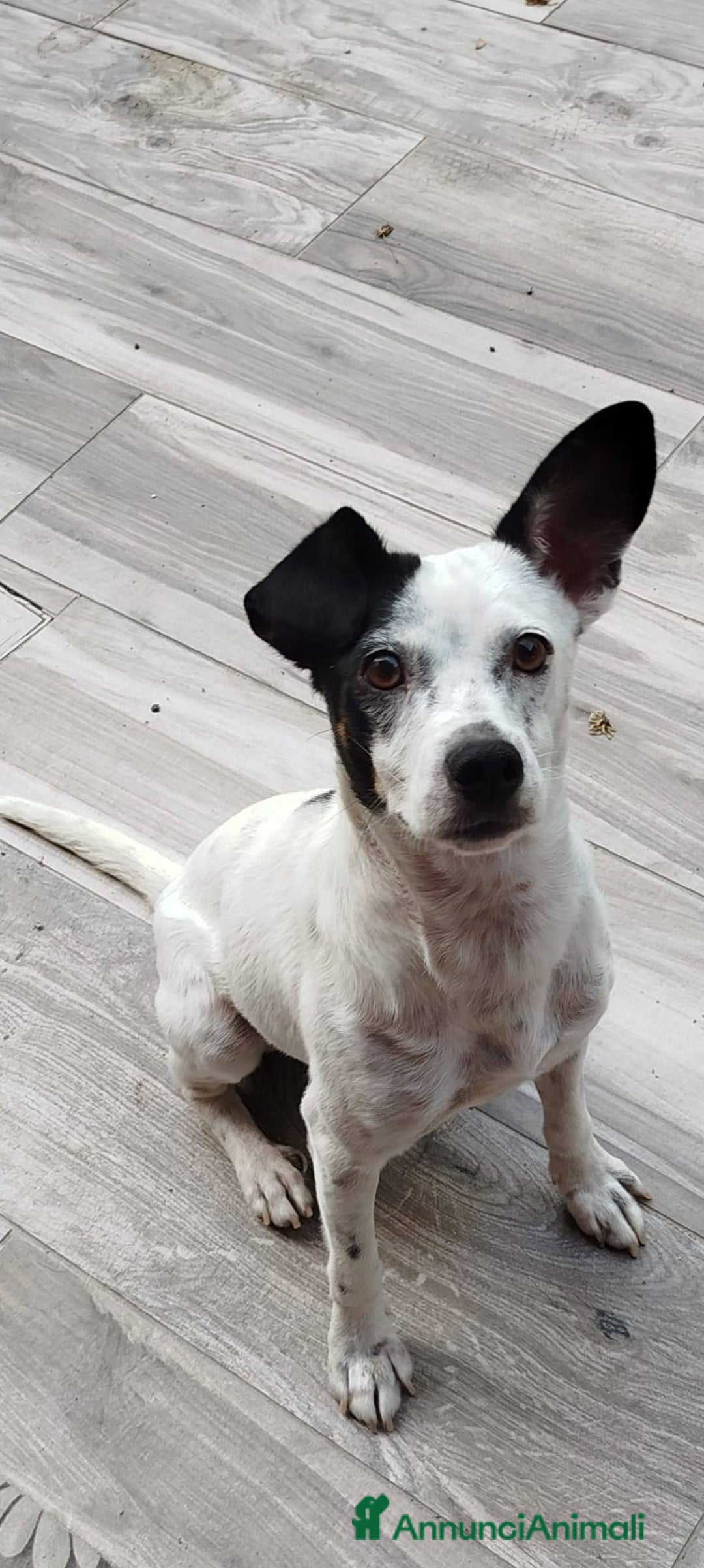 Meticcio cani in regalo: Macchietta taglia piccola - Annuncio 1