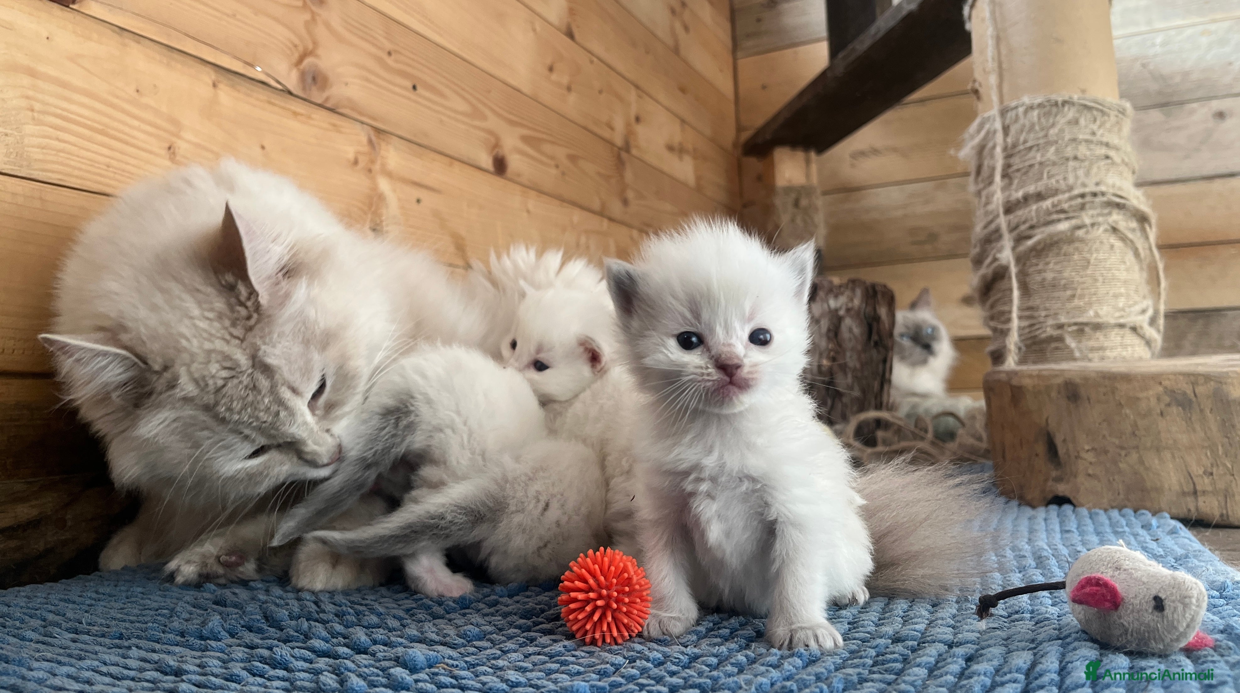 Ragdoll gatti Ragdoll cucciolini - Annuncio 2