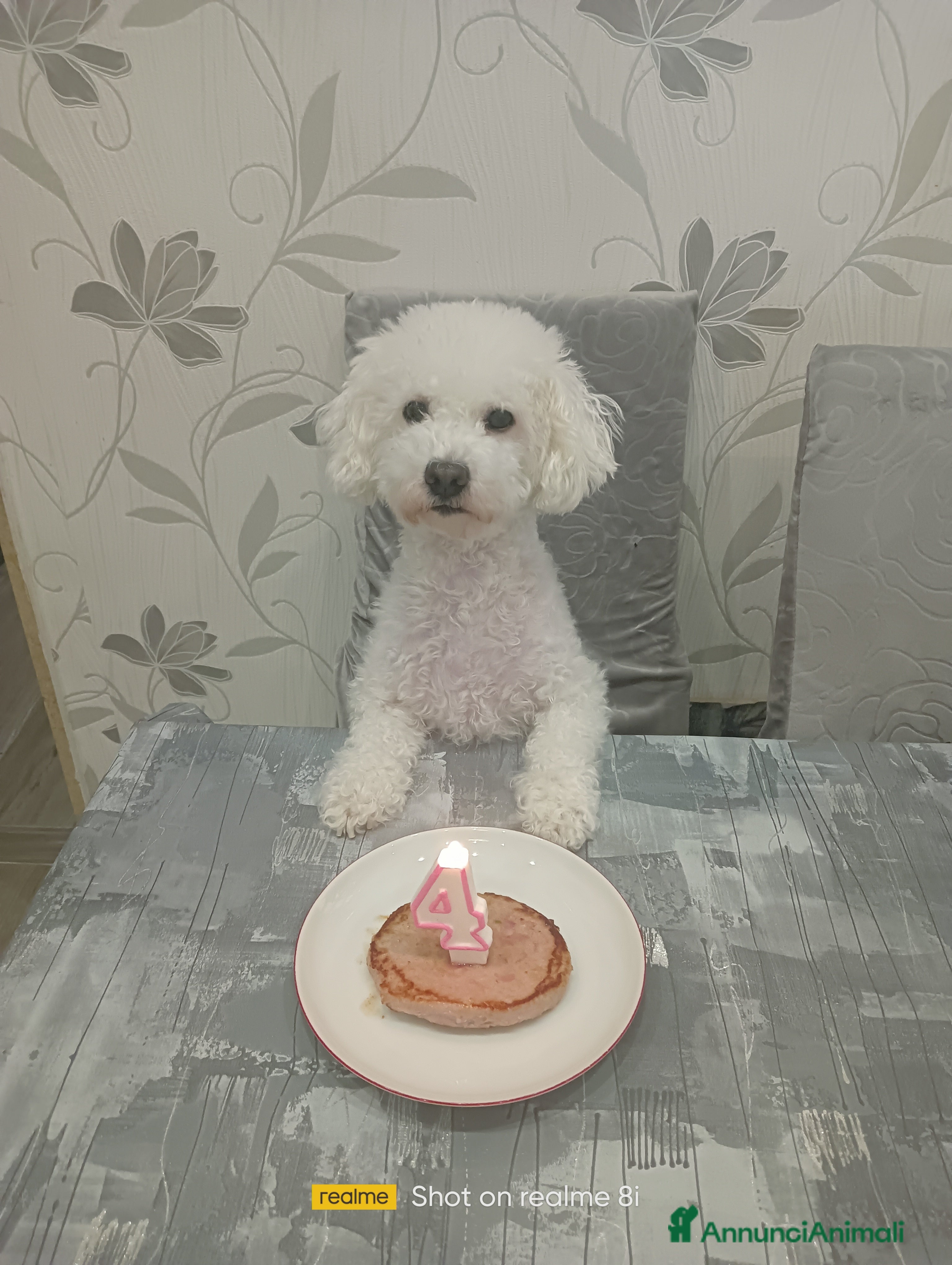 Meticcio cani Maltipoo barboncino maschio  - Annuncio 8