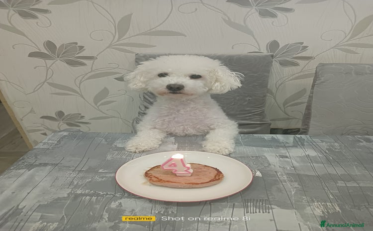 Meticcio cani - Annuncio 9