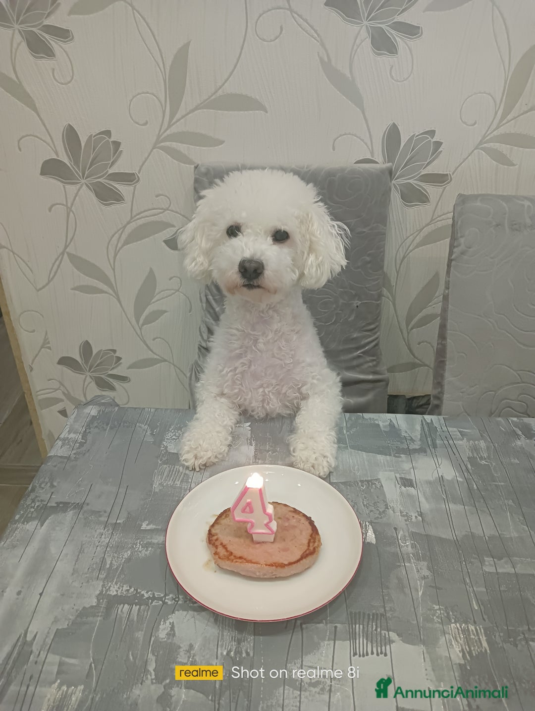 Meticcio cani in vendita: Maltipoo barboncino maschio  - Annuncio 1