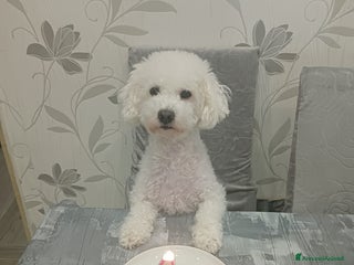 Meticcio cani Maltipoo barboncino maschio - Annuncio 20