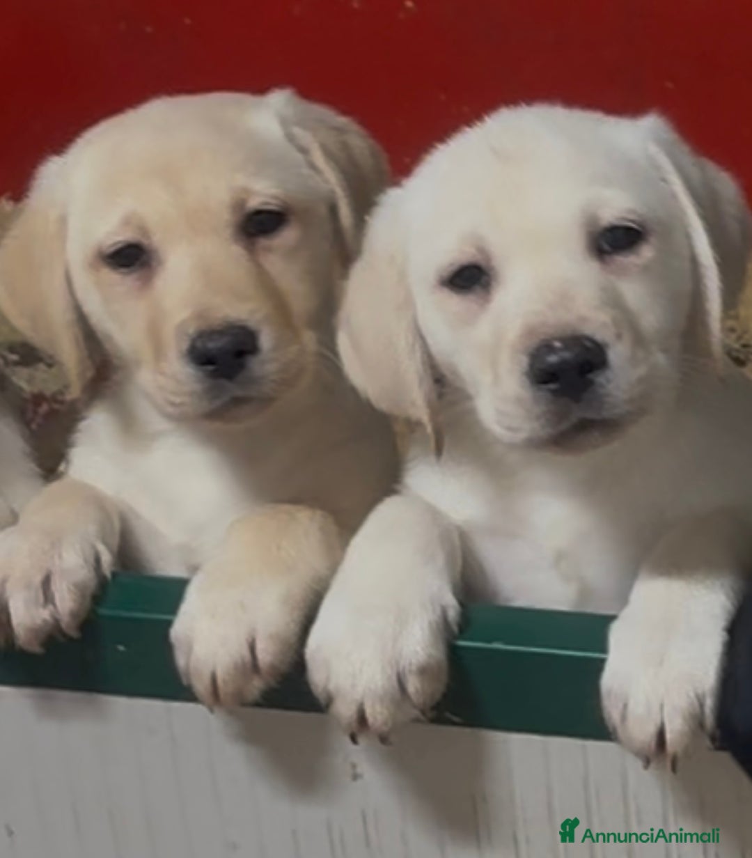 Labrador cani in vendita: Cuccioli Labrador con Pedigree Enci - Annuncio 3