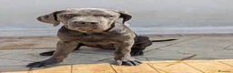 Cane Corso cani in vendita: Cucciola di cane corso!  - Annuncio 6