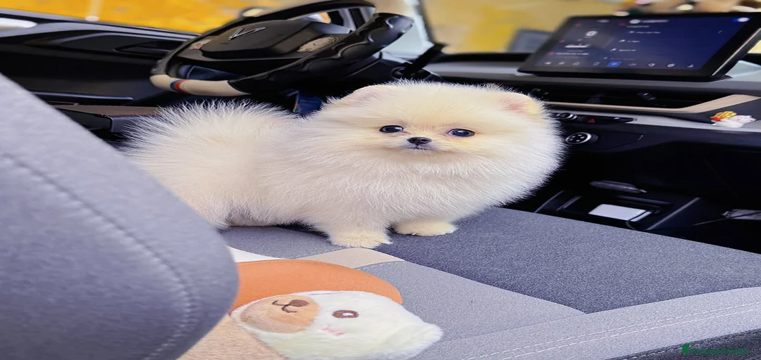 Immagine della galleria {{count}}