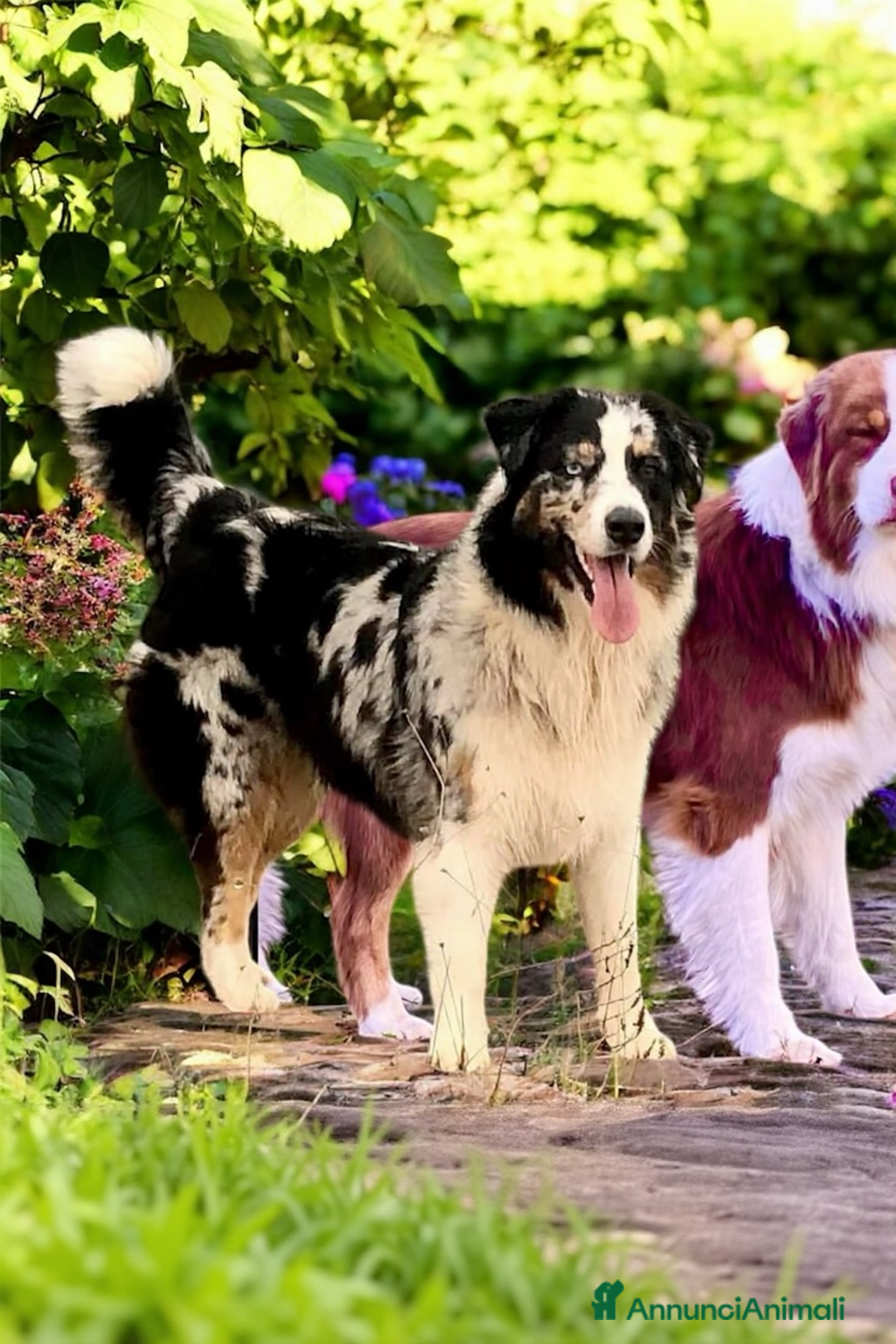 Australian Shepherd cani in vendita: Australian Shepherd pastore australiano maschio - Annuncio 6