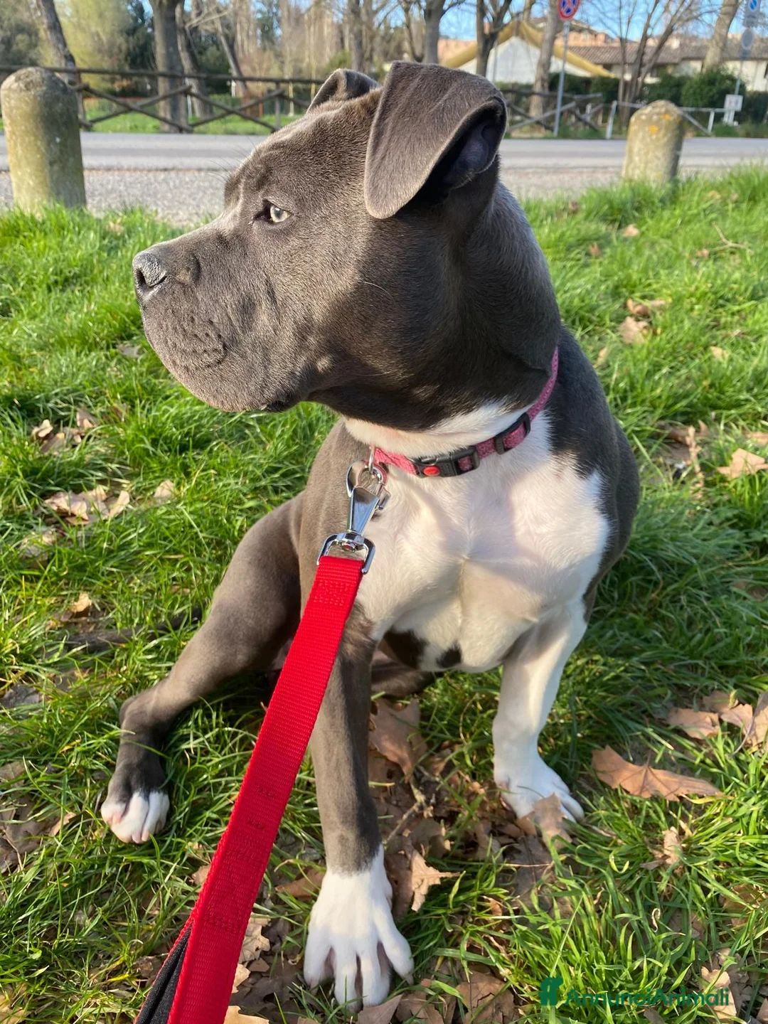 American Staffordshire cani in vendita: Disponibili due cuccioli Amstaff nati ad agosto  - Annuncio 1