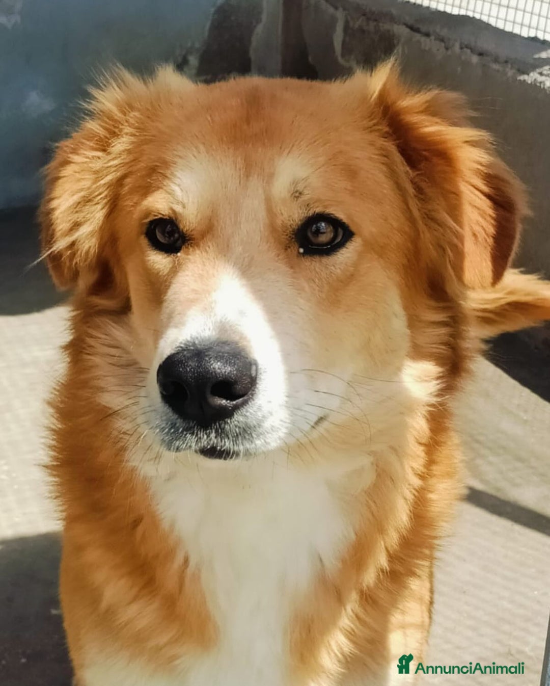 Golden Retriever cani in regalo: AXL ROSE derivato golden cerca casa a Provincia di Latina - Immagine 3