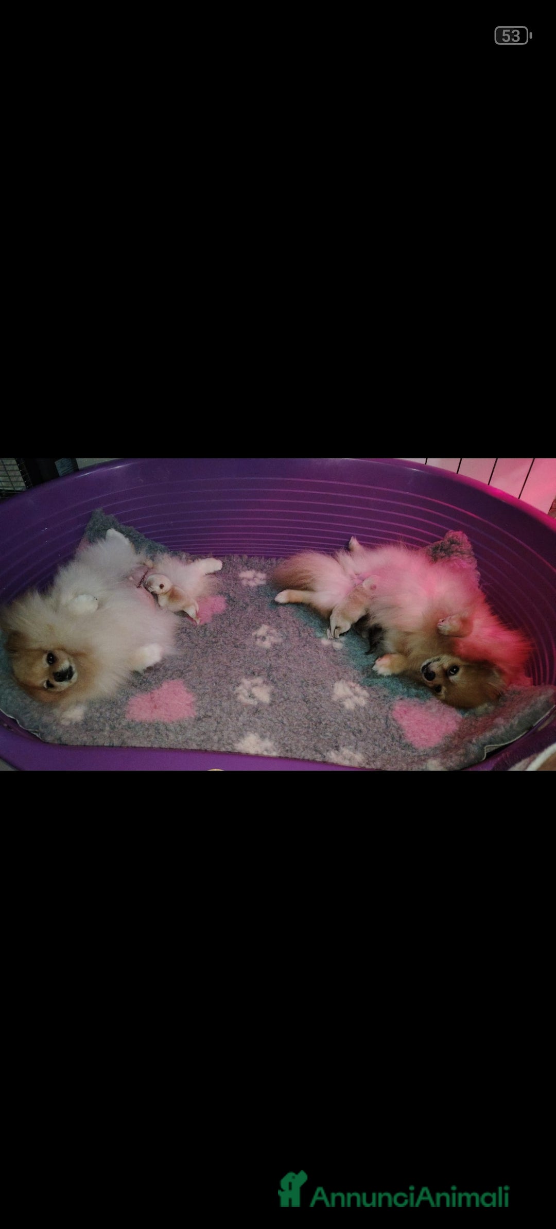 Volpino Pomerania cani in vendita: Cuccioli Spitz Tedesco Nano (Pomerania) a Provincia di Avellino - Immagine 7