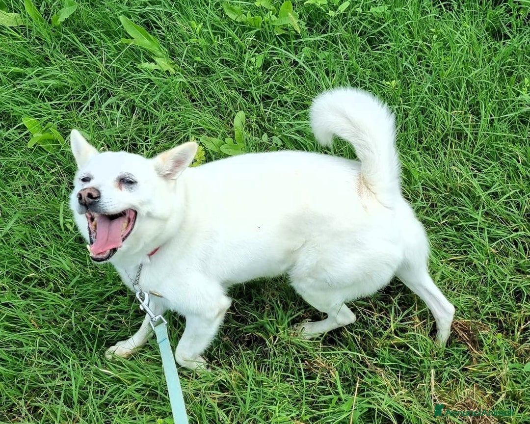 Meticcio cani in regalo: FOX CAGNOLINO CANDIDO - Annuncio 5