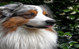 Australian Shepherd cani per accoppiamento: Pastore australiano disponibile per monta a Provincia di Modena - Immagine 1