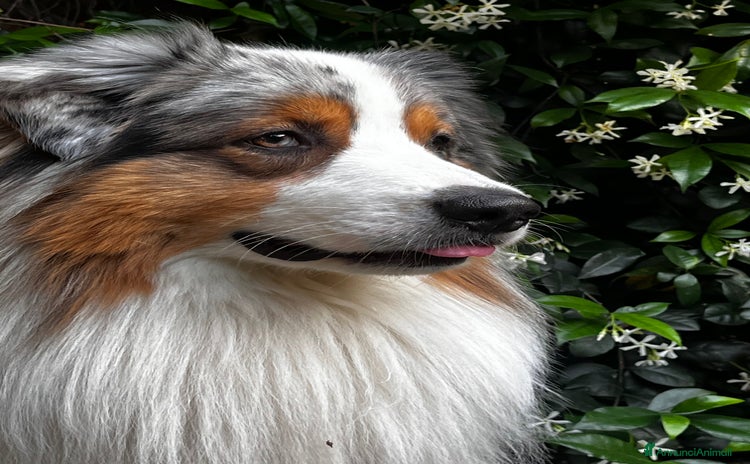 Australian Shepherd cani a Provincia di Modena - Annuncio 1
