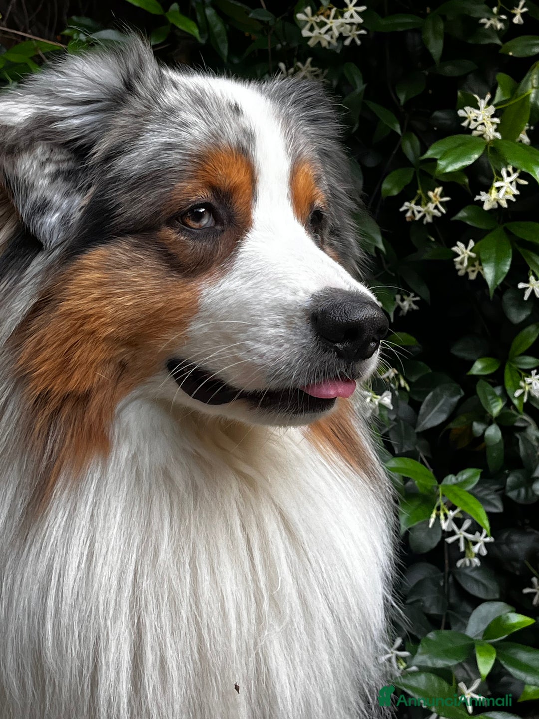 Australian Shepherd cani per accoppiamento: Pastore australiano disponibile per monta a Provincia di Modena - Immagine 1