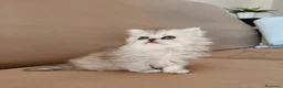 Persiano gatti in vendita: Cucciola persiana  - Annuncio 11