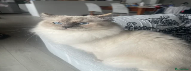Minou