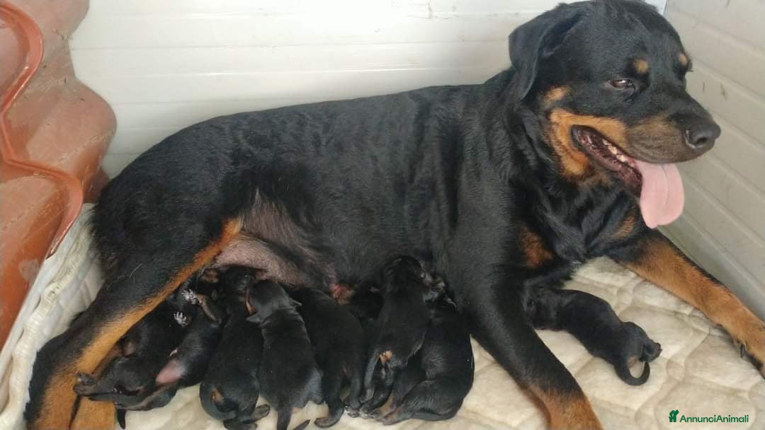 Rottweiler cani  rottweiler  - Annuncio 25