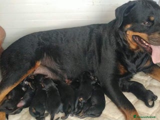 Rottweiler cani rottweiler - Annuncio 4