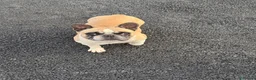 Bulldog Francese cani in vendita: Cucciola bulldog francese frmmina - Annuncio 10