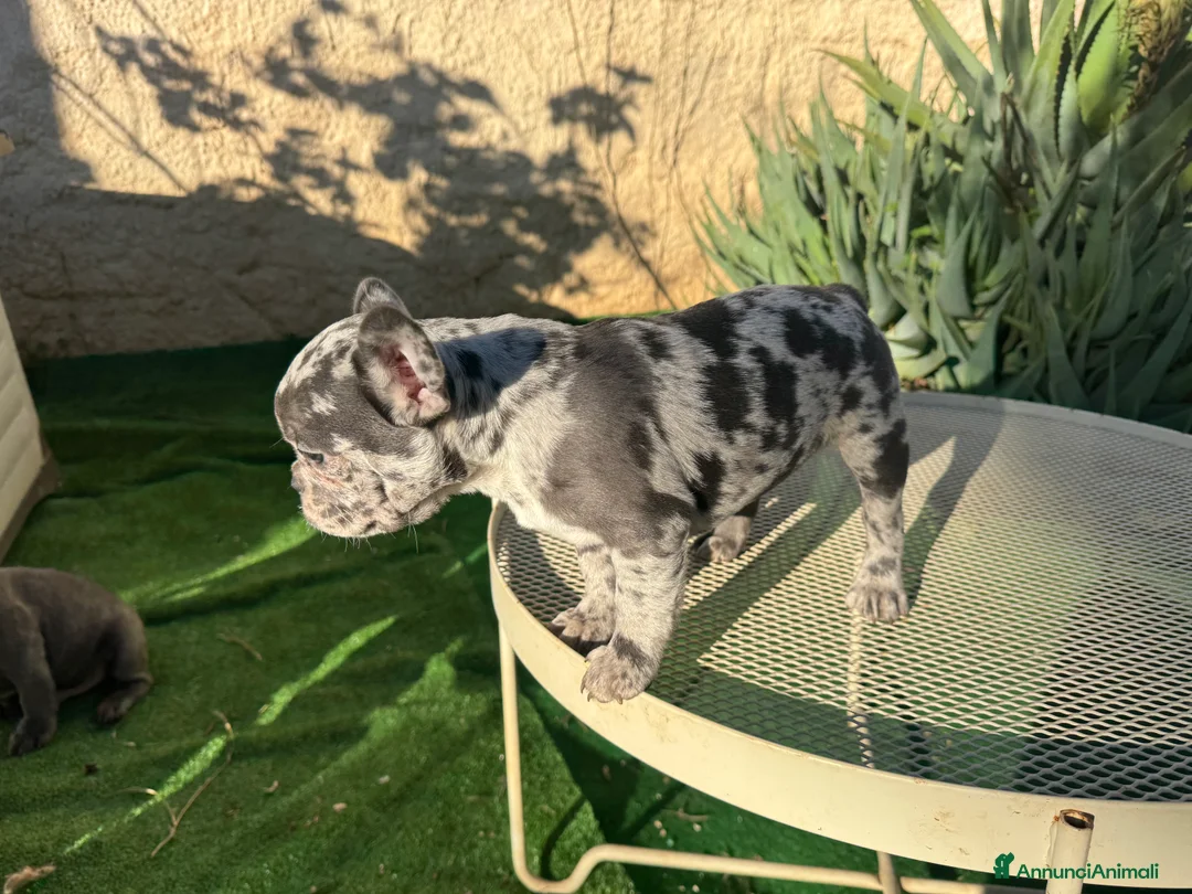 Bulldog Francese cani in vendita: Bulldog francese blue e blue merle  - Annuncio 5