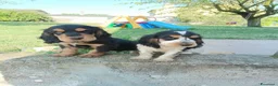 Cocker cani in vendita: Cuccioli cocker  - Annuncio 2