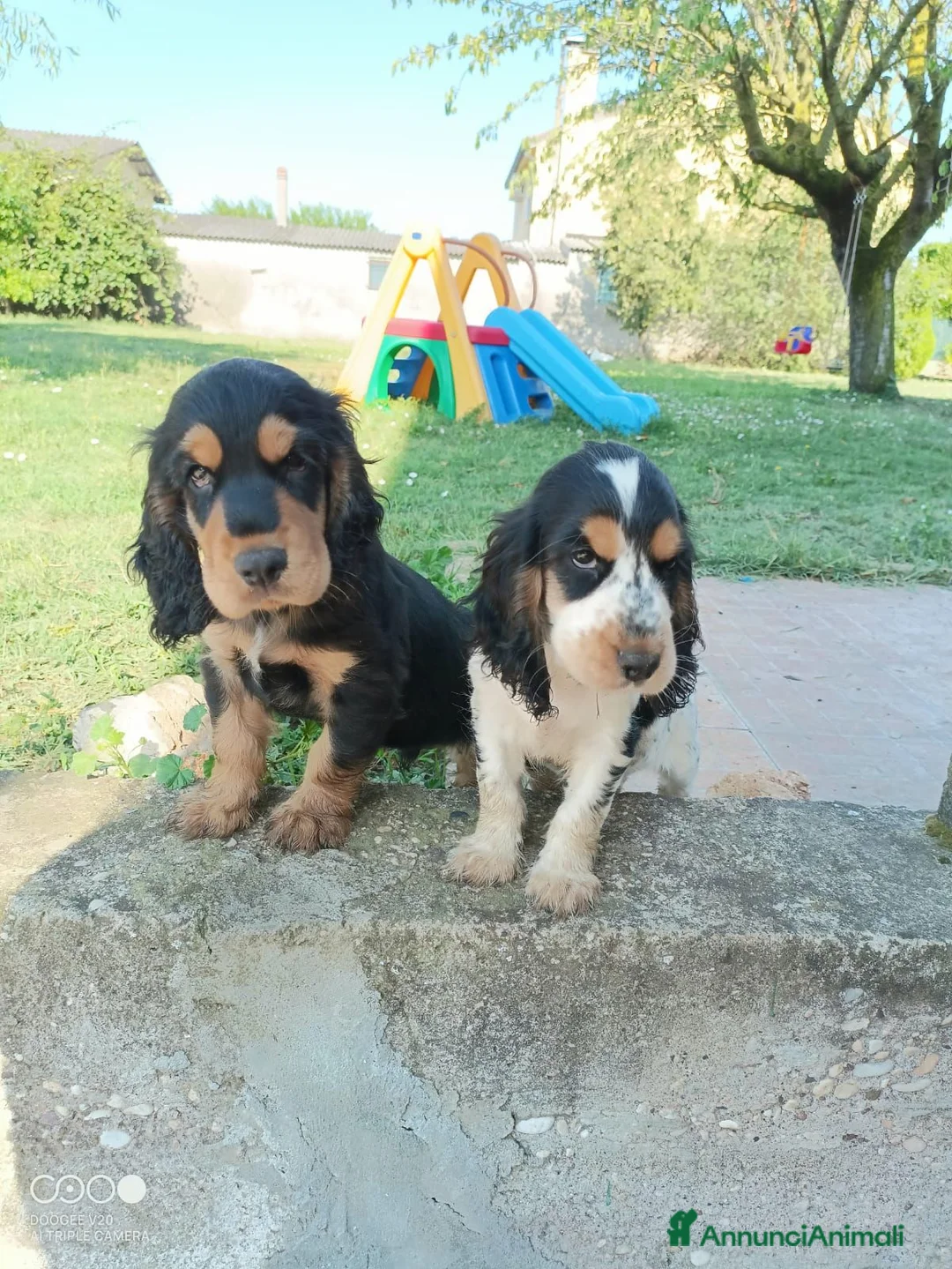 Cocker cani in vendita: Cuccioli cocker  - Annuncio 2