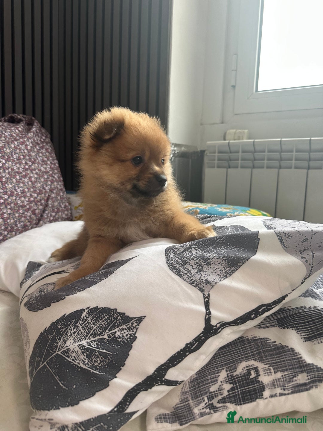 Volpino Pomerania cani in vendita: Cucciolo di Spitz  - Annuncio 5
