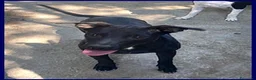 Meticcio cani in regalo: ZEUDI adorabile! tg contenuta - Annuncio 2